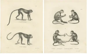 Spring Monkeys and Other Species, 1836, Lithographs, Set of 2