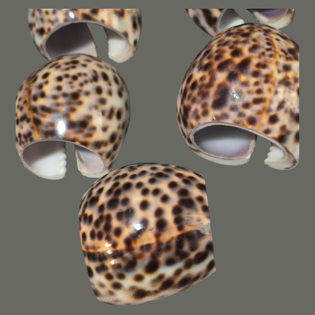 Late 20th Century Vintage Nautical Sea Life Table Decor Seven Tiger Cowrie Shell Napkin Rings For Sale - Image 5 of 7