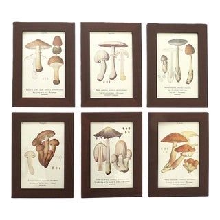 Set of 6 French Mushroom Fungi Offset Lithograph Prints Framed C. 1946 Botanical For Sale