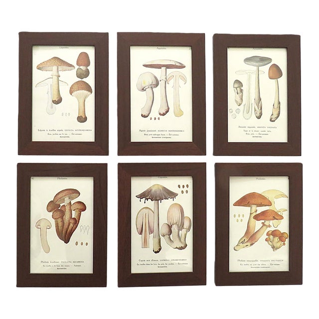 Set of 6 French Mushroom Fungi Offset Lithograph Prints Framed C. 1946 Botanical For Sale