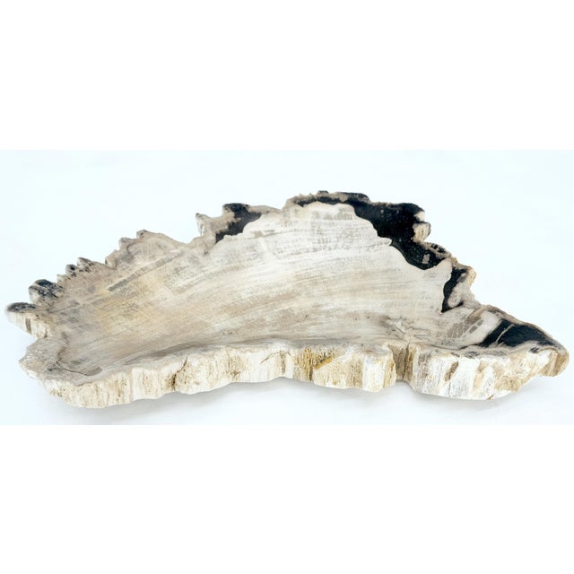 Petrified Wood Antarctica Shape Solid Black & Tanl Bowl Dish Large Plate Ashtray For Sale - Image 13 of 13