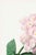 A beautiful example of 19th-century botanical illustration, this vintage art print reproduction features Hydrangea by...