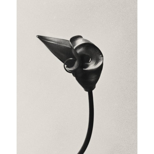 Gloriosa bud' is a black and white analogue photograph, captured using a large-format 4x5 camera. The composition focuses...