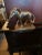 Silver Plated Metal Elephant For Sale In Nashville - Image 6 of 6