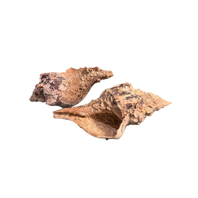 Vintage natural horse conch shells. Large mottled brown and cream with natural barnacles. A beautiful organic element for...