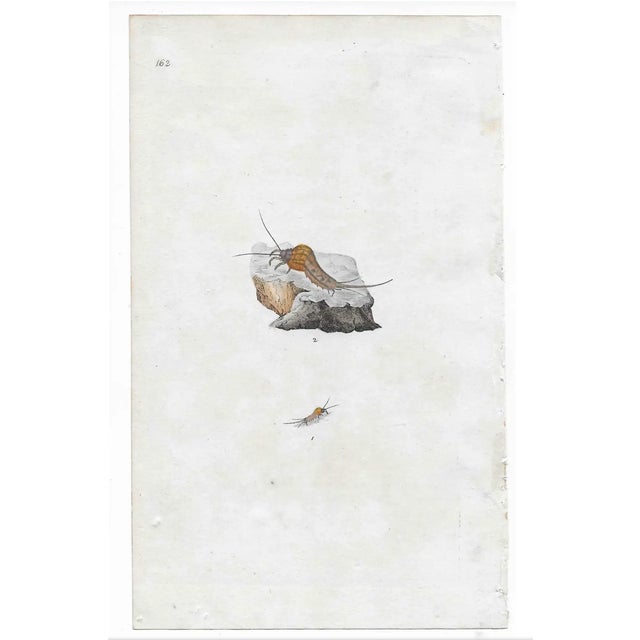 From a group 19th century hand colored engravings of insects from a scientific portfolio on entomology. Enjoy a bug....