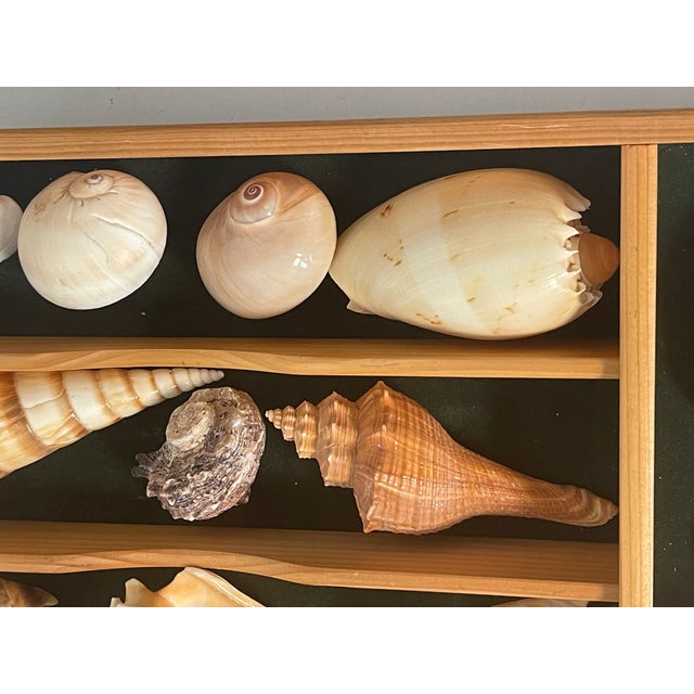 Nature’s Beauty great selection of natural sea shells, large sand biscuit, White Sea Star - marine life organic specimens.