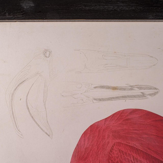 Large Vintage Flamingo Picture, English, Framed Print, Jj Audubon, Wildlife Art For Sale - Image 6 of 12