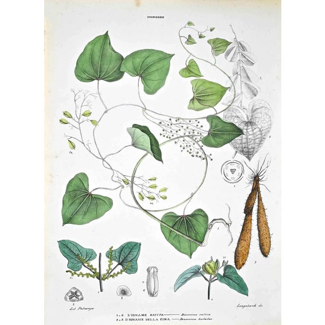 Vincenzo Tenore, The Dioscoree, Lithograph, 1870s For Sale