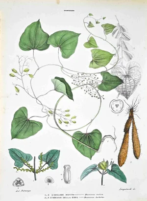 Vincenzo Tenore, The Dioscoree, Lithograph, 1870s