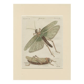 Bertuch, Giant Locust & Grasshopper, 1800, Engraving For Sale
