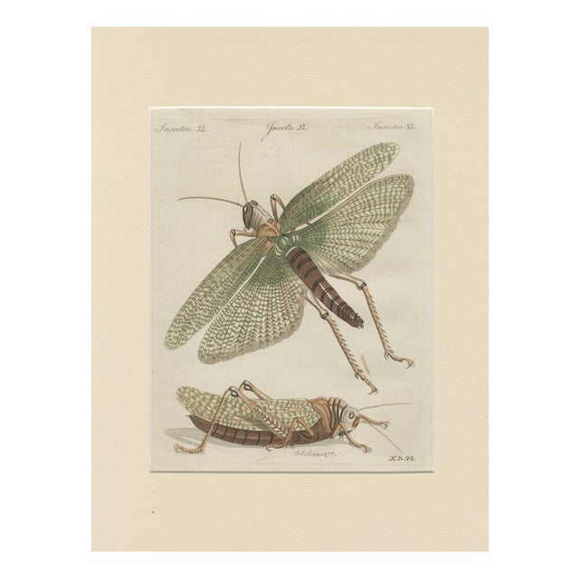 Bertuch, Giant Locust & Grasshopper, 1800, Engraving For Sale