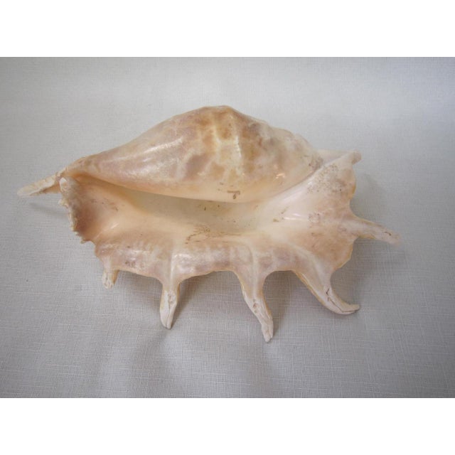 Vintage shell from a Collector's Estate. Large Spider Conch shell in excellent condition. Measures 13"L X 8"W X 3"H and is...