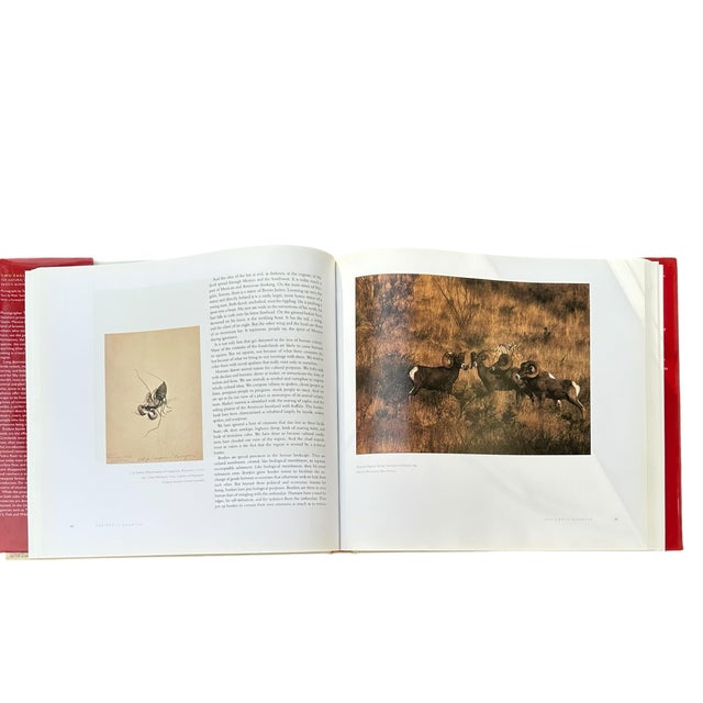 Vintage Large Centennial Hardcover Coffee Table Photography Book Two Eagles; Dos Aguilas: The Natural World of the United States-Mexico Borderlands For Sale - Image 12 of 12