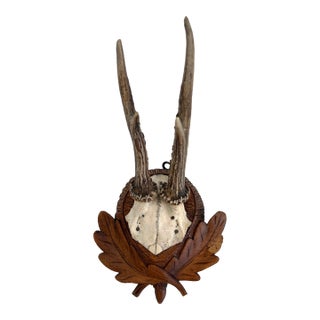 Vintage German Roe Deer Antlers For Sale