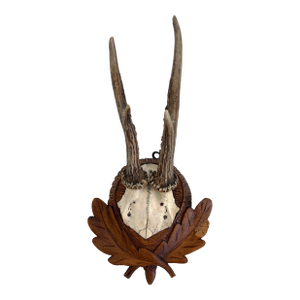 Vintage German Roe Deer Antlers