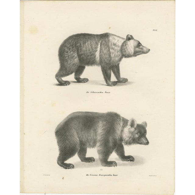 19th-century lithographs of bears by c.c. G. Zool., printed by la haye & j. L. G. V. This set consists of two 19th-century...