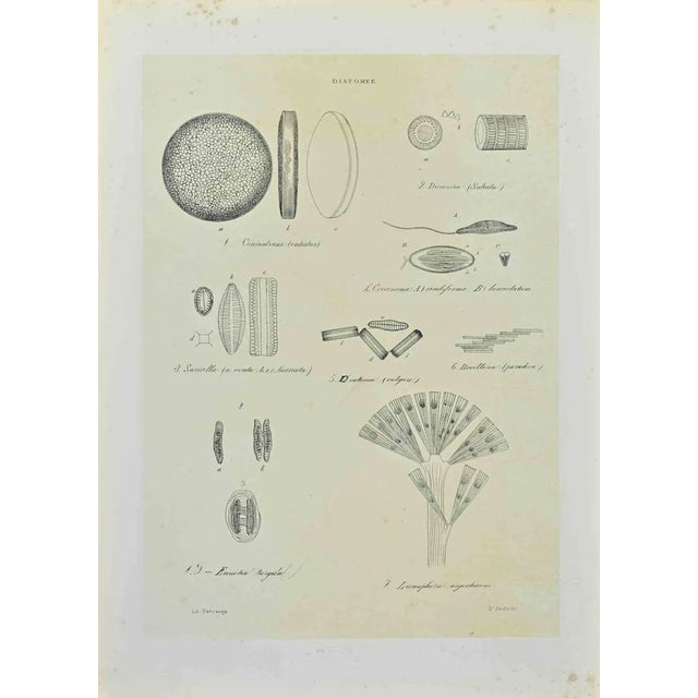 Vincenzo Tenore, Diatomee, Lithograph, 1870s For Sale