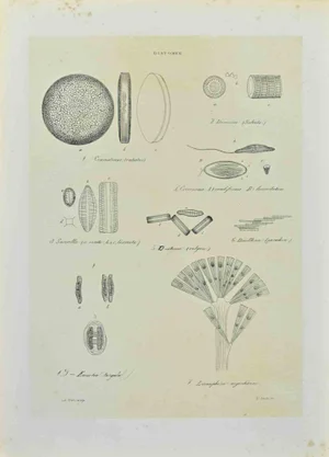 Vincenzo Tenore, Diatomee, Lithograph, 1870s