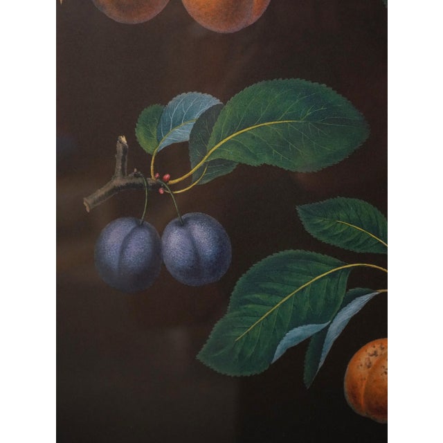 Green Pair of Fruit Prints by George Brookshaw For Sale - Image 8 of 14