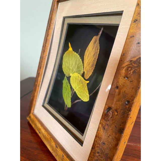 2000s Framed Etched Leaves by Booker Morey For Sale In Seattle - Image 6 of 10