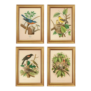 Set of 4 American Bird Illustration Framed Prints, Gold Frame