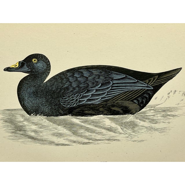 Illustration Antique Hand Tinted Bird Print From England Featuring a Black Common Scoter - Circa 1888 For Sale - Image 3 of 11