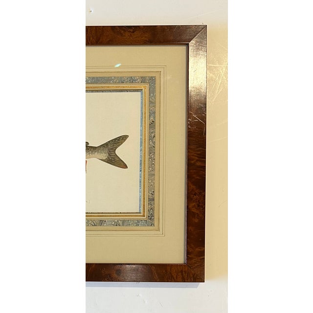 Late 19th Century Lake Trout Fish Original Chromolithograph by Sherman F. Denton in Burl Wood Frame, 1897 For Sale - Image 5 of 5