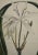 Realism Flowering Crinum Plant: A 19th C. Hand-Colored Botanical Engraving by Curtis, 1822 For Sale - Image 3 of 4