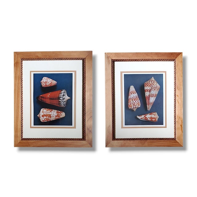 2020s Pair of Framed Vintage Sea Shell Photograph Prints in Traditional Cream Bordered Matte and Carved Wooden Frames For Sale - Image 5 of 5