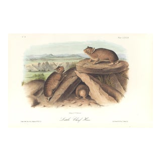 1851 Audubon Quadruped Octavo Lithograph "Plate 83 Little Chief Hare" For Sale