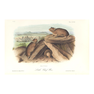 1851 Audubon Quadruped Octavo Lithograph "Plate 83 Little Chief Hare"
