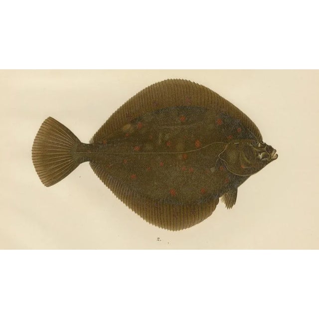 Late 19th Century Wilhelm von Wright, Flounder and Plaice, Lithograph, 1895 For Sale - Image 5 of 10