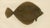 Late 19th Century Wilhelm von Wright, Flounder and Plaice, Lithograph, 1895 For Sale - Image 5 of 10