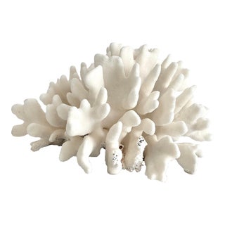 Natural White Pacific Elk Coral Specimen For Sale