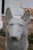 Large Pair of Pharaoh/Ibizan Hound Garden Statues by Pennoyer Newman For Sale - Image 14 of 16