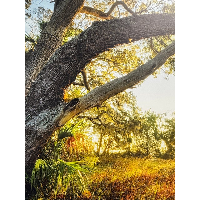 Contemporary 21st-Century, Untitled, Color Photograph of Sunlit Path Under Live Oak Branches Framed, Artist Will Dickey For Sale - Image 3 of 7
