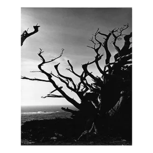 1974 Point Lobos California Photograph by Don Ware