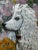 Wood Portrait Painting White Poodle Dog With Rhododendron Flowers by Charles Frederick Tunnicliffe For Sale - Image 7 of 12