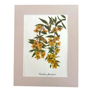 Vintage Mary Vaux Walcott Print in 11x14 Mat, Ready to Frame: Carolina Jessamine For Sale
