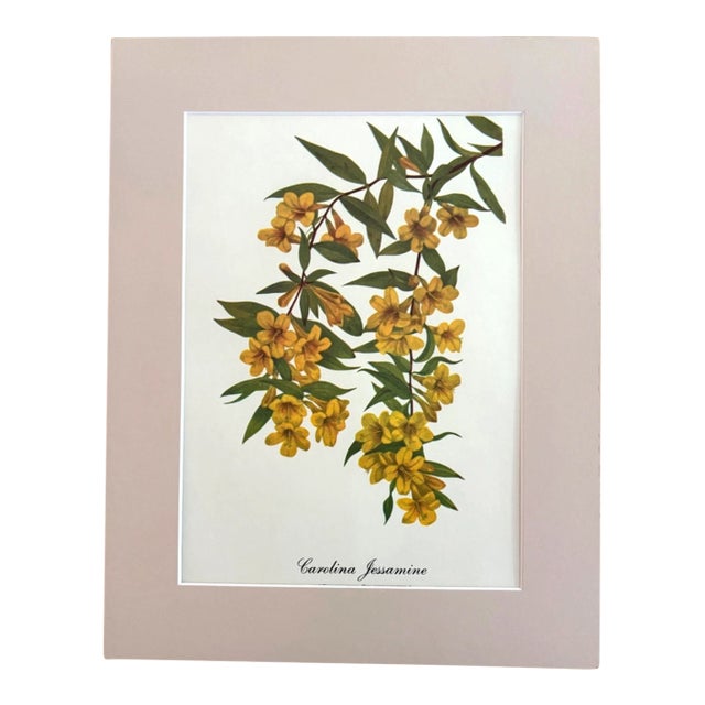 Vintage Mary Vaux Walcott Print in 11x14 Mat, Ready to Frame: Carolina Jessamine For Sale