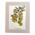 Vintage Mary Vaux Walcott Print in 11x14 Mat, Ready to Frame: Carolina Jessamine For Sale