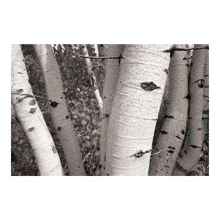 Fall Landscape Digital Archival Print "Aspen #6" by Jacques Gael Cressaty 2025 For Sale