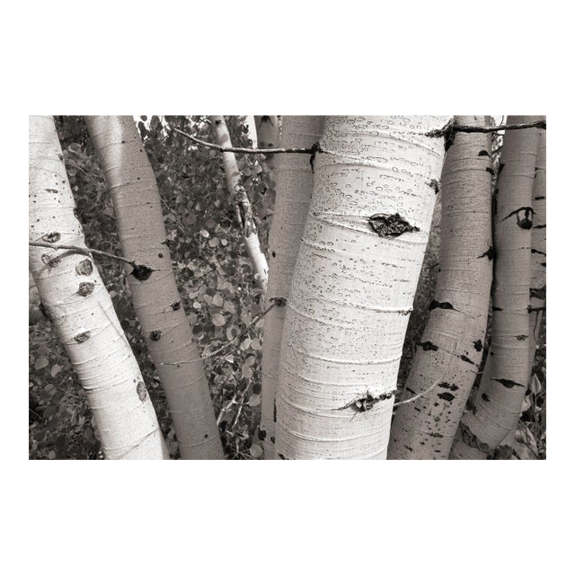 Fall Landscape Digital Archival Print "Aspen #6" by Jacques Gael Cressaty 2025 For Sale
