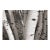 Fall Landscape Digital Archival Print "Aspen #6" by Jacques Gael Cressaty 2025 For Sale