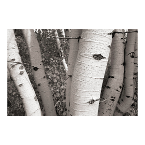 Fall Landscape Digital Archival Print "Aspen #6" by Jacques Gael Cressaty 2025