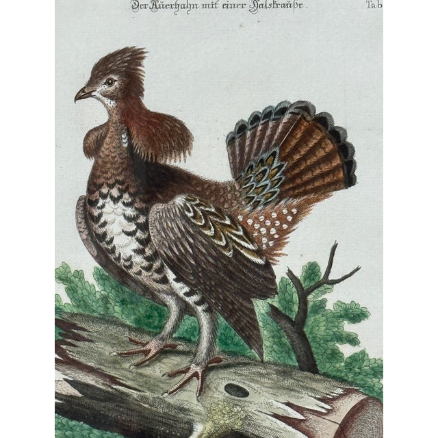 This is an 18th-century hand-colored etching titled "Der Auerhahn mit einer Halskrausse," or "The Ruffed Heath-Cock or...