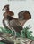 This is an 18th-century hand-colored etching titled "Der Auerhahn mit einer Halskrausse," or "The Ruffed Heath-Cock or...