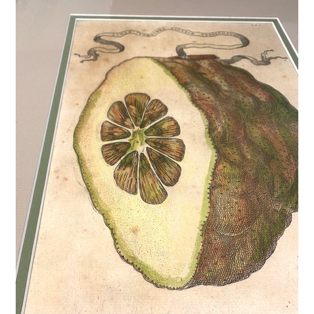 A striking botanical citrus engraving from Giovanni Battista Ferrari’s landmark 1646 publication Hesperides sive de...