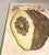 A striking botanical citrus engraving from Giovanni Battista Ferrari’s landmark 1646 publication Hesperides sive de...